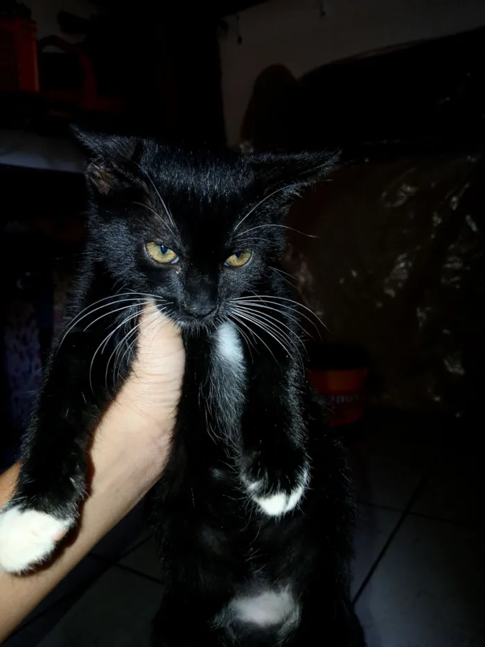 Gato raça SRD-ViraLata idade 2 a 6 meses nome lua