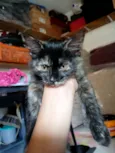 luna