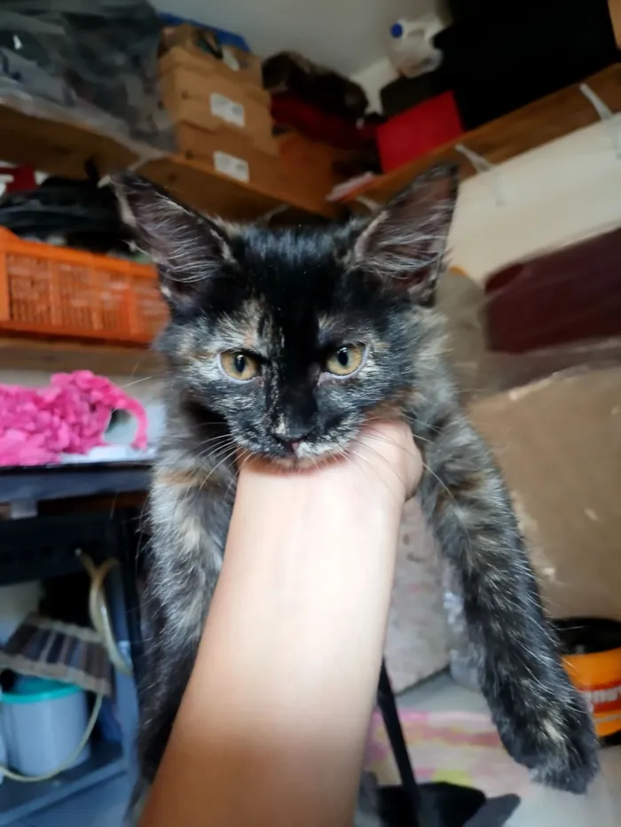 Gato raça SRD-ViraLata idade 2 a 6 meses nome luna
