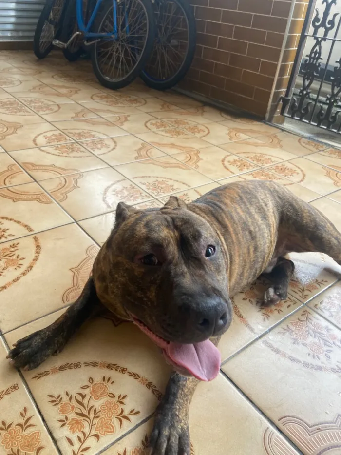 Cachorro raça Pit-Bull idade 7 a 11 meses nome Sadam