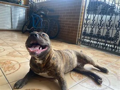 Cachorro raça Pit-Bull idade 7 a 11 meses nome Sadam