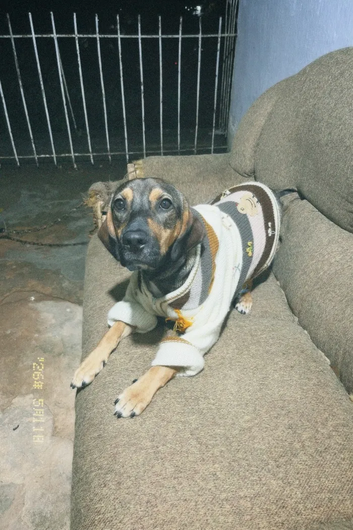 Cachorro raça SRD-ViraLata idade 7 a 11 meses nome bradock