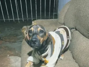 Cachorro raça SRD-ViraLata idade 7 a 11 meses nome bradock