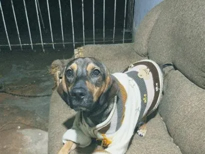 Cachorro raça SRD-ViraLata idade 7 a 11 meses nome bradock