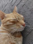 Caramelo