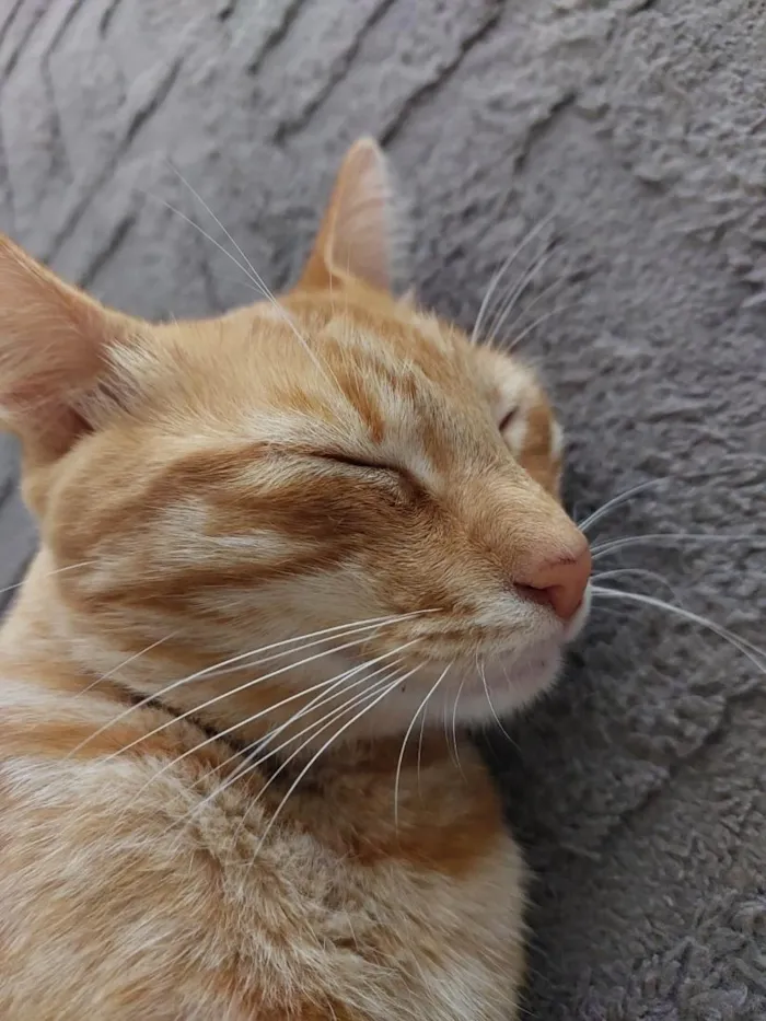 Gato raça SRD-ViraLata idade 1 ano nome Caramelo