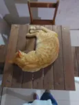 Caramelo