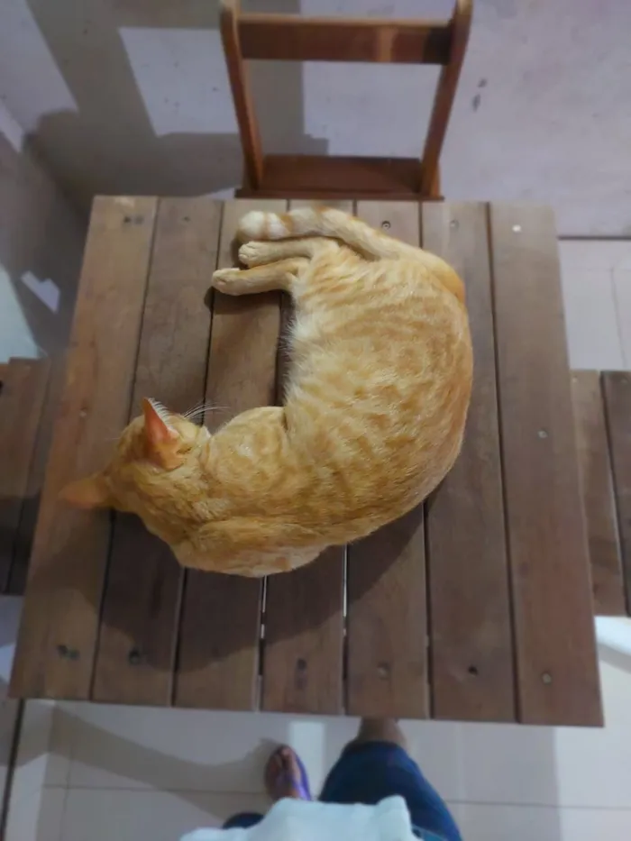 Gato raça SRD-ViraLata idade 1 ano nome Caramelo
