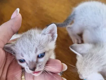 Gato raça SRD-ViraLata idade Abaixo de 2 meses nome gatinhos para adoção 