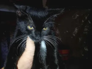 Gato raça SRD-ViraLata idade 2 a 6 meses nome lua