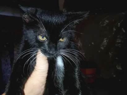 Gato raça SRD-ViraLata idade 2 a 6 meses nome lua