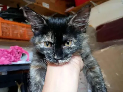 Gato raça SRD-ViraLata idade 2 a 6 meses nome luna