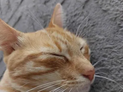 Gato raça SRD-ViraLata idade 1 ano nome Caramelo