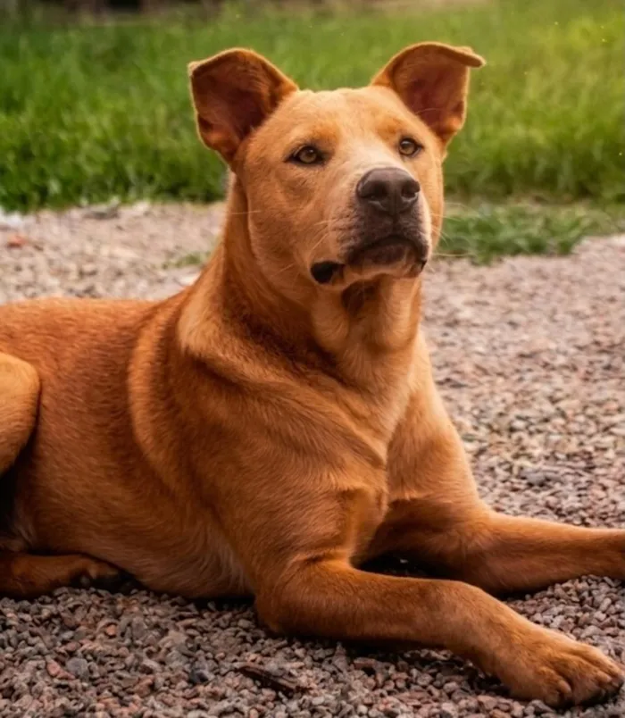 Cachorro raça Labrador idade 1 ano nome Teddy