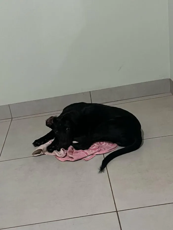Cachorro raça SRD-ViraLata idade 2 a 6 meses nome Max