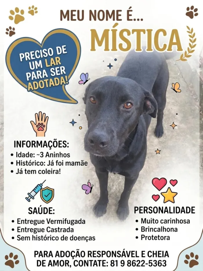 Cachorro raça SRD-ViraLata idade 3 anos nome Mística