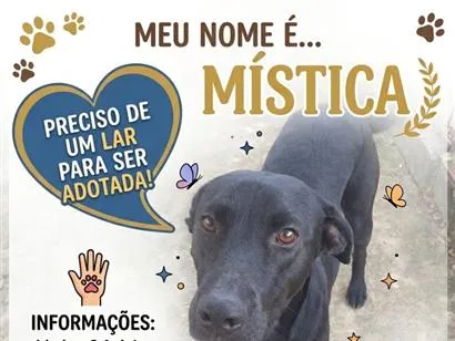 Cachorro raça SRD-ViraLata idade 3 anos nome Mística