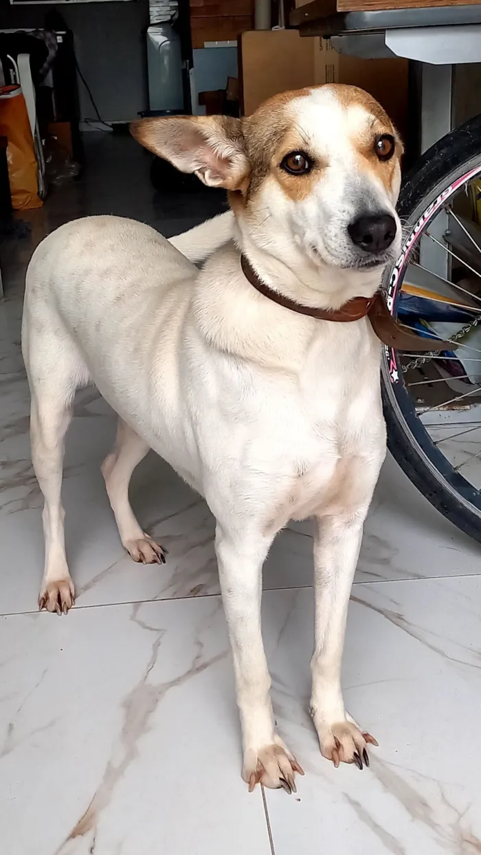 Cachorro raça SRD-ViraLata idade 2 anos nome Shakira 