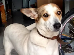 Cachorro raça SRD-ViraLata idade 2 anos nome Shakira 