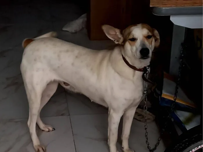 Cachorro raça SRD-ViraLata idade 2 anos nome Shakira 