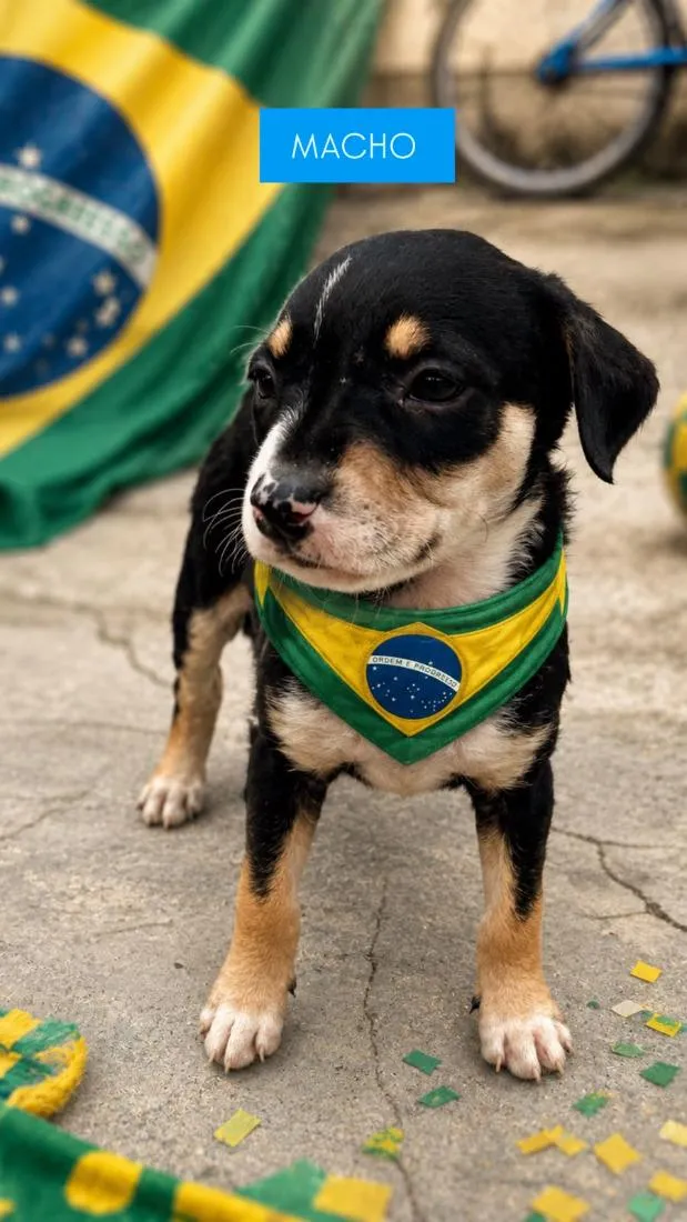 Cachorro raça SRD-ViraLata idade 2 a 6 meses nome safira