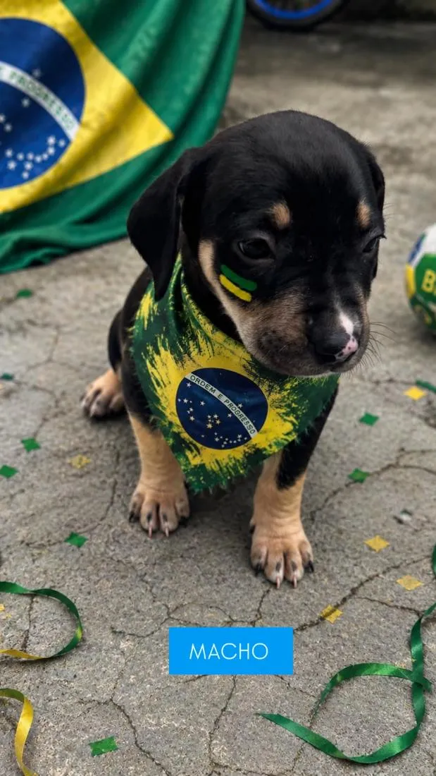 Cachorro raça SRD-ViraLata idade 2 a 6 meses nome safira