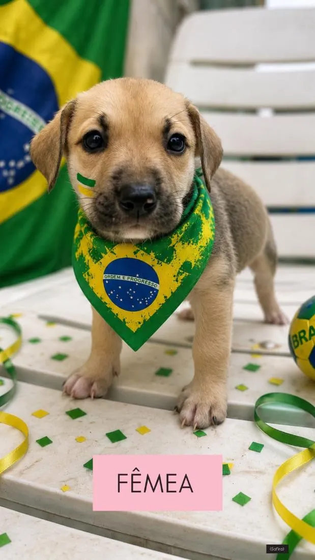 Cachorro raça SRD-ViraLata idade 2 a 6 meses nome safira