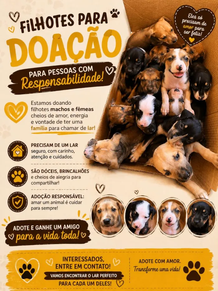 Cachorro raça SRD-ViraLata idade 2 a 6 meses nome safira
