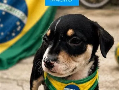 Cachorro raça SRD-ViraLata idade 2 a 6 meses nome safira