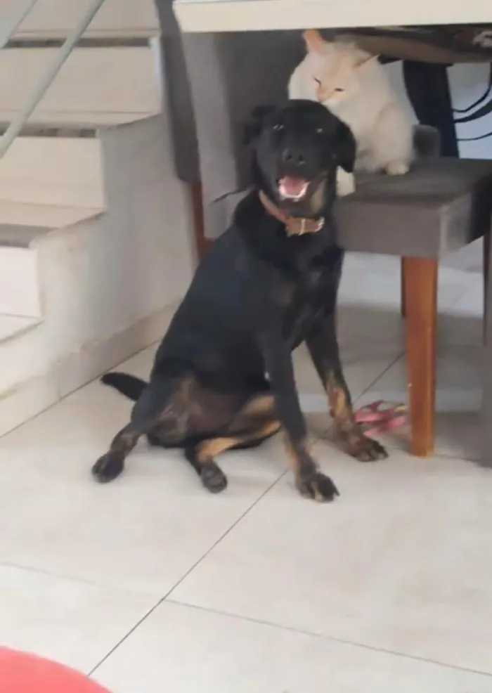 Cachorro raça SRD-ViraLata idade 7 a 11 meses nome kira