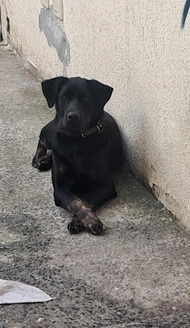 Cachorro raça SRD-ViraLata idade 7 a 11 meses nome kira