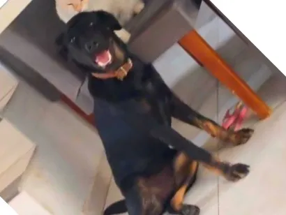 Cachorro raça SRD-ViraLata idade 7 a 11 meses nome kira