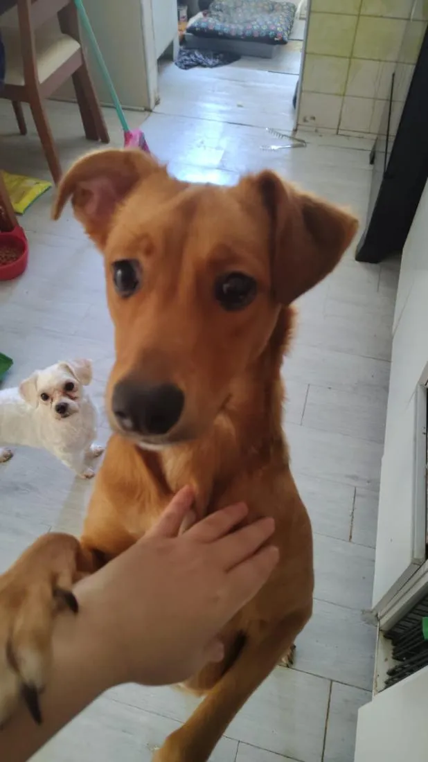 Cachorro raça SRD-ViraLata idade 1 ano nome Luly