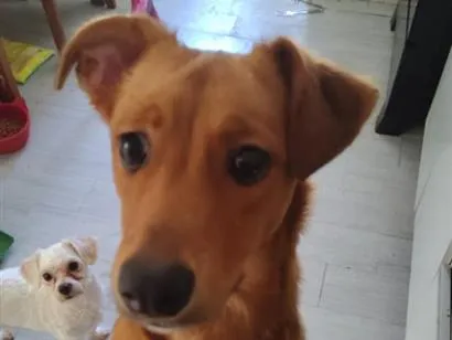 Cachorro raça SRD-ViraLata idade 1 ano nome Luly