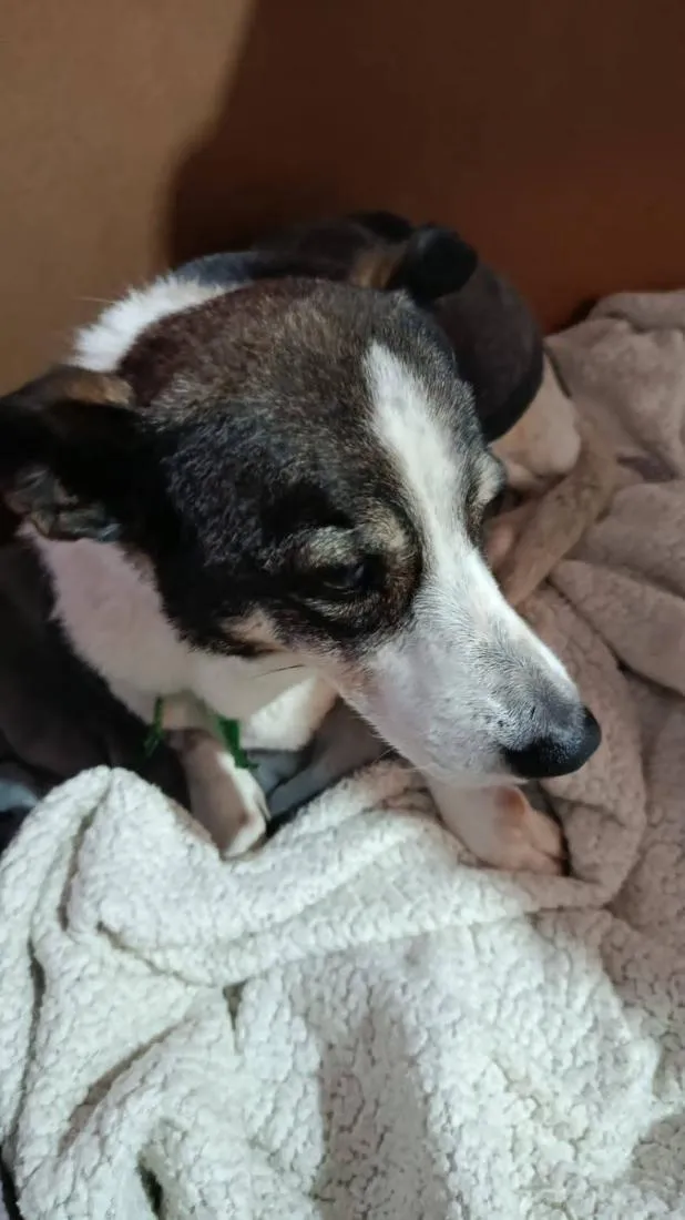 Cachorro raça SRD-ViraLata idade 6 ou mais anos nome THEO