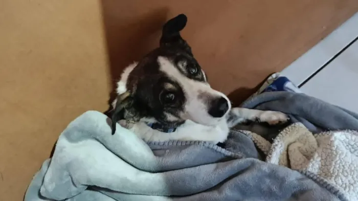 Cachorro raça SRD-ViraLata idade 6 ou mais anos nome THEO