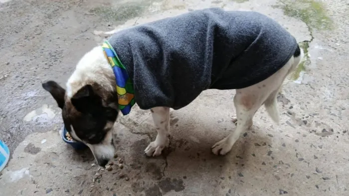 Cachorro raça SRD-ViraLata idade 6 ou mais anos nome THEO
