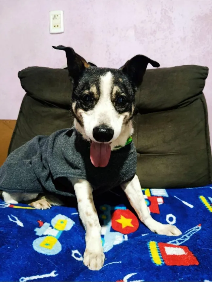 Cachorro raça SRD-ViraLata idade 6 ou mais anos nome THEO