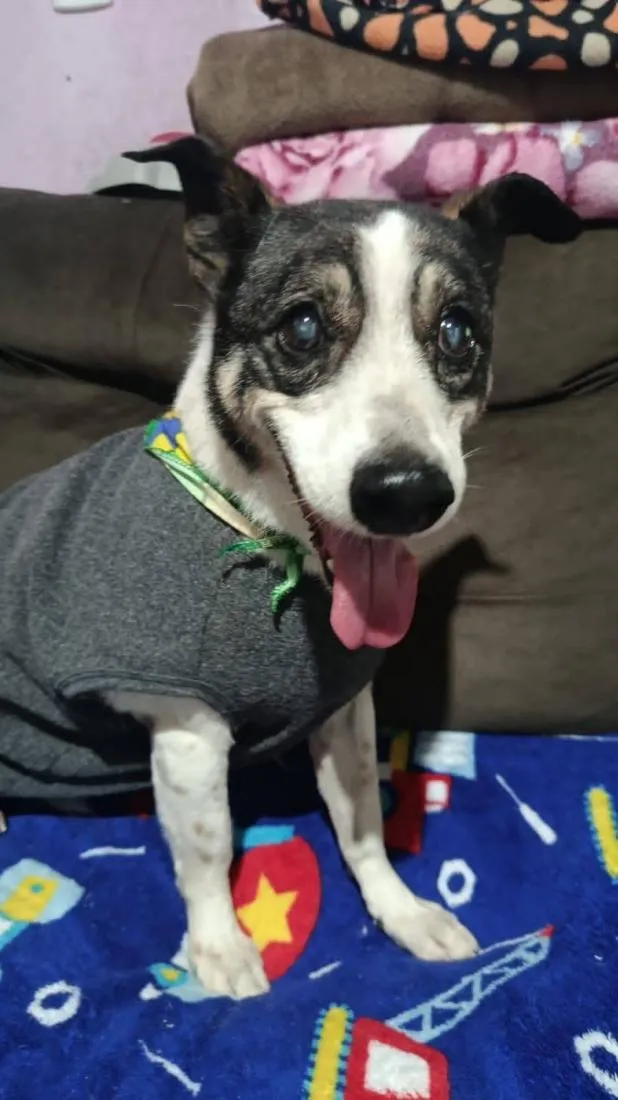 Cachorro raça SRD-ViraLata idade 6 ou mais anos nome THEO