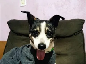 Cachorro raça SRD-ViraLata idade 6 ou mais anos nome THEO