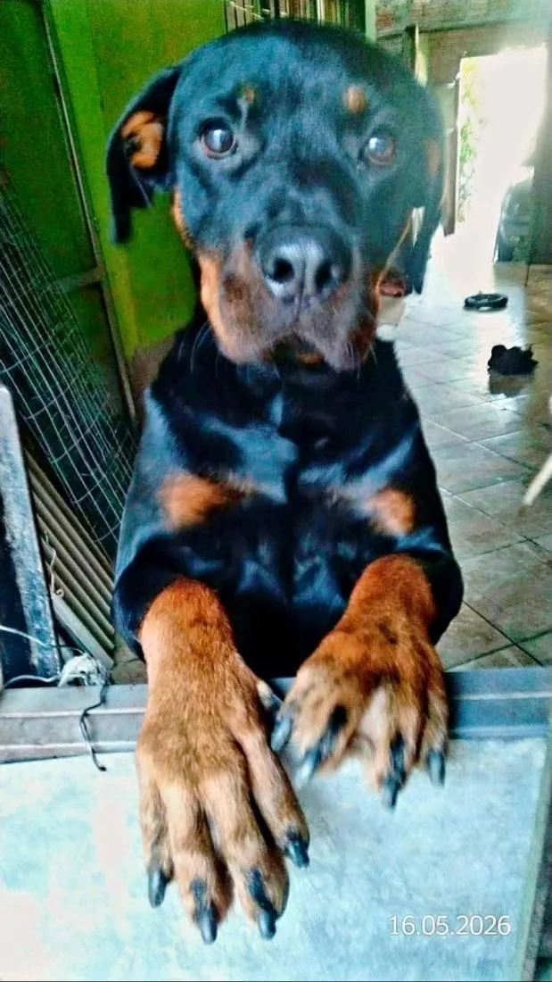 Cachorro raça Rottweiler idade 4 anos nome MARLEY