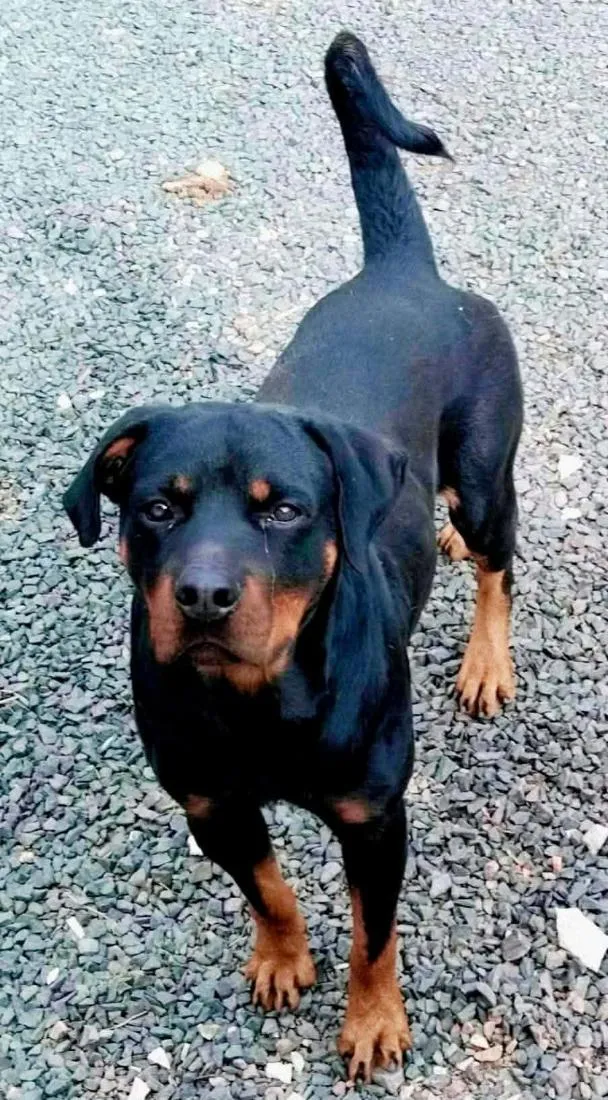 Cachorro raça Rottweiler idade 4 anos nome MARLEY