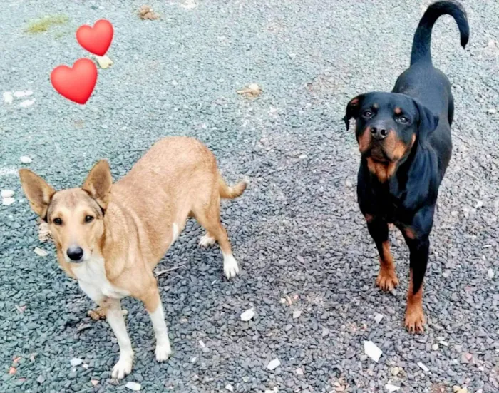 Cachorro raça Rottweiler idade 4 anos nome MARLEY