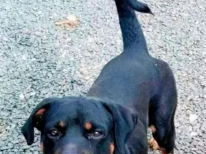 Cachorro raça Rottweiler idade 4 anos nome MARLEY