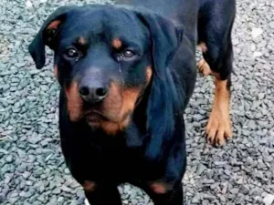 Cachorro raça Rottweiler idade 4 anos nome MARLEY