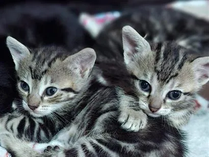 Gato raça SRD-ViraLata idade 2 a 6 meses nome Filhotes