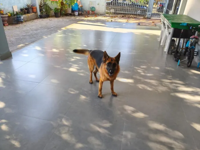 Cachorro raça Pastor Alemão idade 3 anos nome Moana