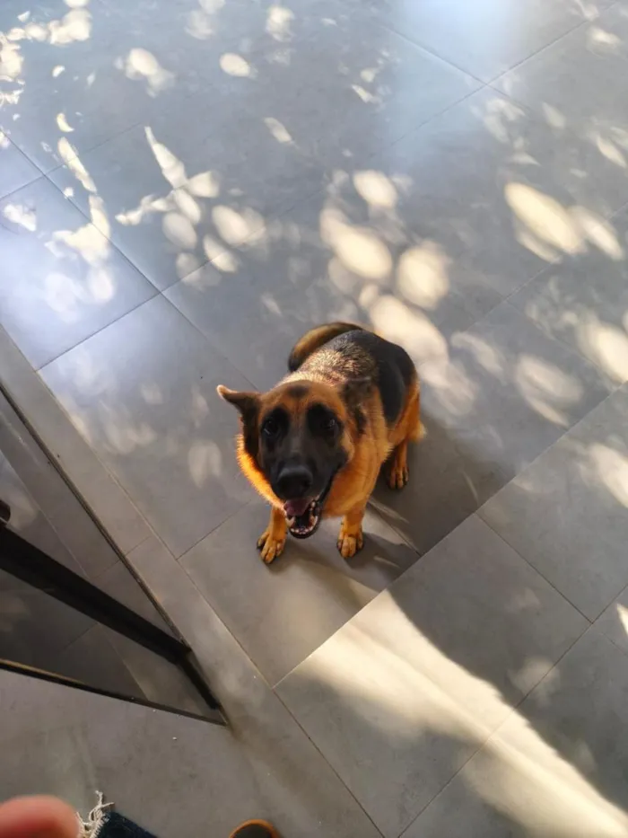 Cachorro raça Pastor Alemão idade 3 anos nome Moana
