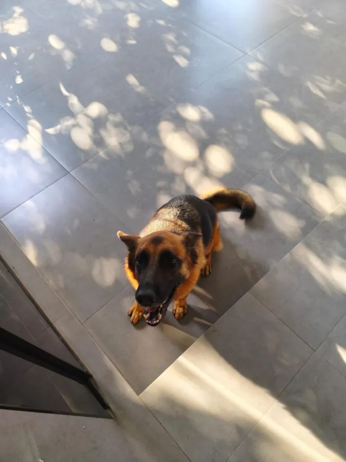Cachorro raça Pastor Alemão idade 3 anos nome Moana