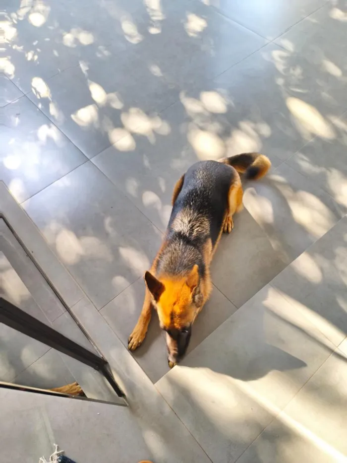 Cachorro raça Pastor Alemão idade 3 anos nome Moana